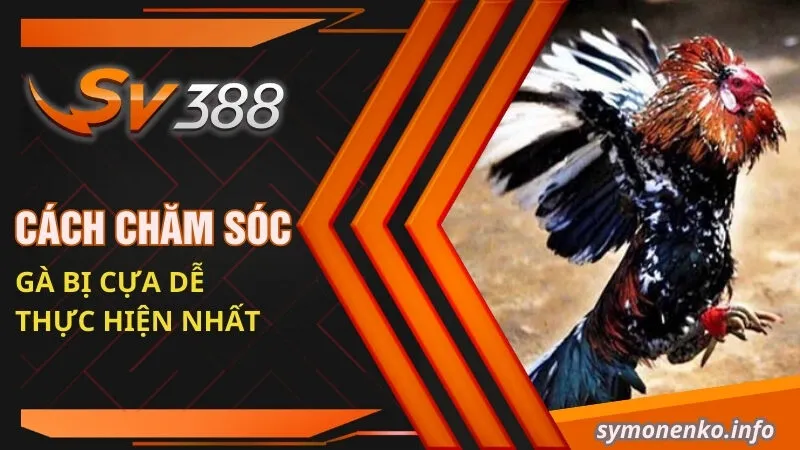 Cách Chăm Sóc Gà Bị Cựa Hiệu Quả Từ Chuyên Gia SV388 4 Cách chăm sóc gà bị cựa dễ thực hiện nhất