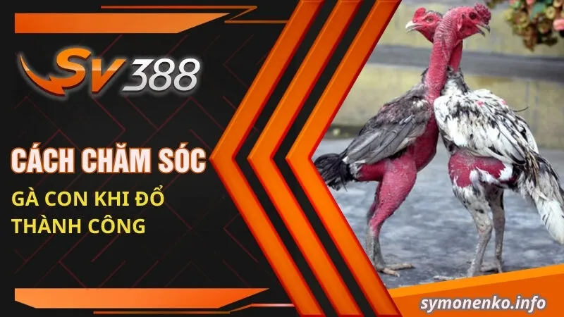 Kỹ thuật Đổ Gà Đá Hiệu Quả Để Chọn Ra Giống Tốt Nhất 5 Cách chăm sóc gà con khi đổ thành công