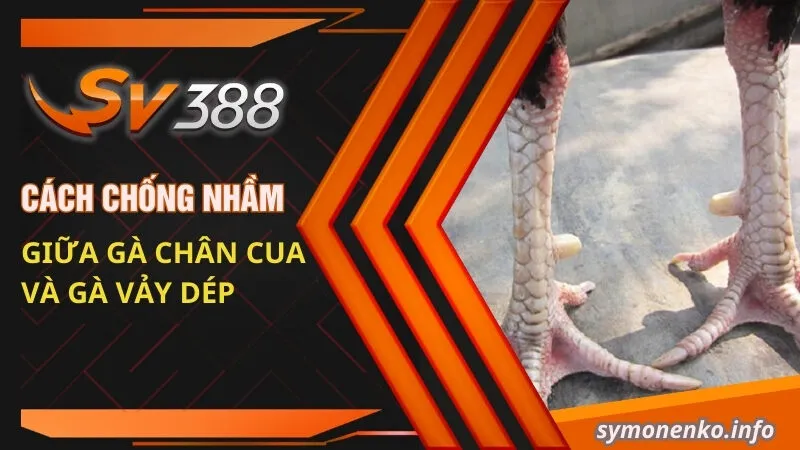 Gà Chân Cua Là Giống Gà Gì? Kỹ Thuật Đá Có Hay Không? 5 Cách chống nhầm giữa gà chân cua và gà vảy dép