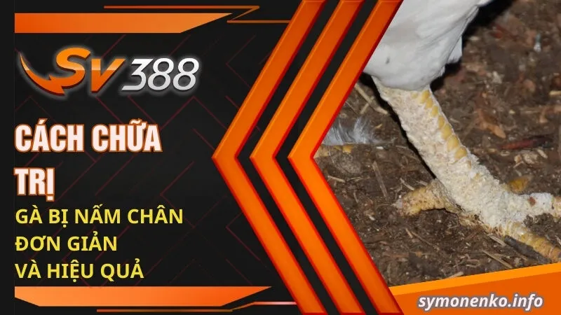 Phương Pháp Trị Gà Bị Nấm Chân Nhanh Khỏi Nhất 4 Cách chữa trị gà bị nấm chân đơn giản và hiệu quả