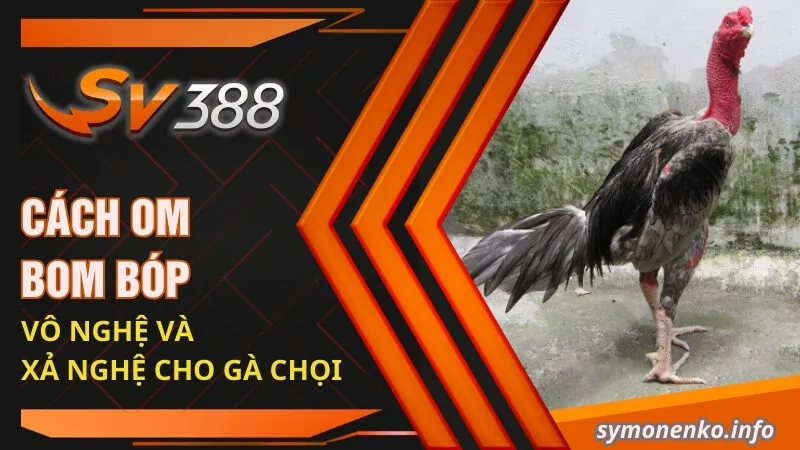 Cách Vần Gà Chọi Non: Tuyệt Chiêu Giúp Chiến Kê Toàn Thắng 5 Cách om bom bóp vô nghệ và xả nghệ cho gà chọi