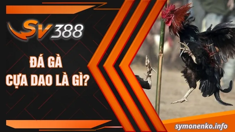 Đá Gà Cựa Dao: Luật Chơi Và Mẹo Cược Đá Gà Cực Chuẩn 2 Đá gà cựa dao là gì?