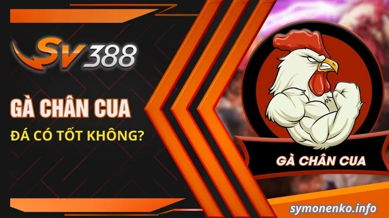 Gà Chân Cua Là Giống Gà Gì? Kỹ Thuật Đá Có Hay Không? 2 Gà chân cua đá có tốt không?