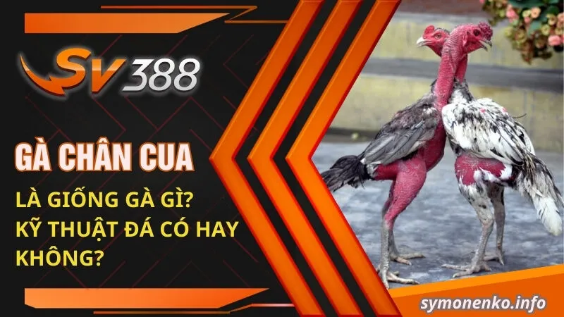 ga chan cua la giong ga gi ky thuat da co hay khong