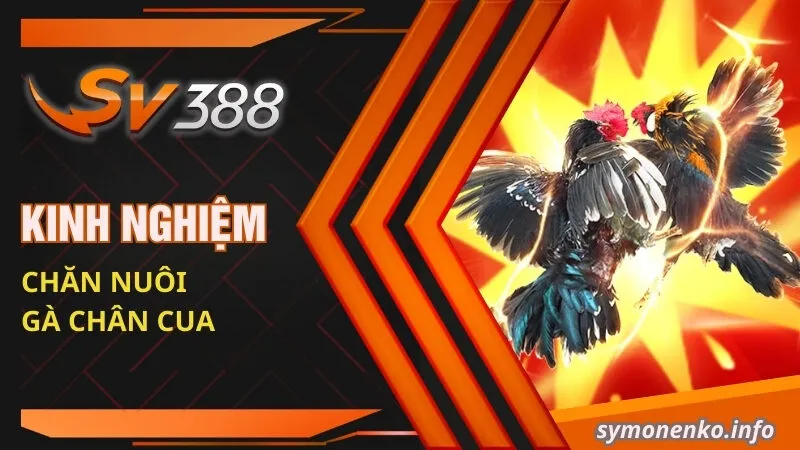 Gà Chân Cua Là Giống Gà Gì? Kỹ Thuật Đá Có Hay Không? 6 Kinh nghiệm chăn nuôi gà chân cua