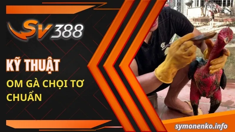 Cách Om Gà Chọi Tơ Cực Đơn Giản Và Hữu Hiệu Cho Sư Kê 3 Kỹ thuật om gà chọi tơ chuẩn