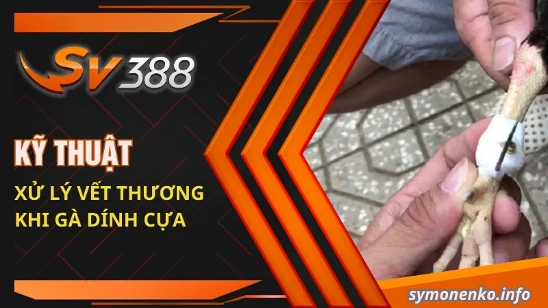 Cách Chăm Sóc Gà Bị Cựa Hiệu Quả Từ Chuyên Gia SV388 3 Kỹ thuật xử lý vết thương khi gà dính cựa
