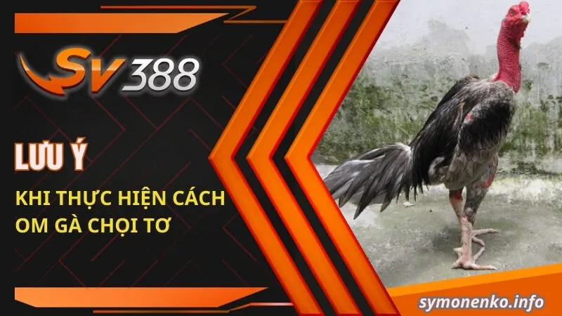 Cách Om Gà Chọi Tơ Cực Đơn Giản Và Hữu Hiệu Cho Sư Kê 6 Lưu ý khi thực hiện cách om gà chọi tơ