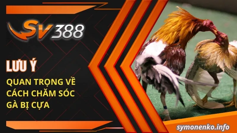 Cách Chăm Sóc Gà Bị Cựa Hiệu Quả Từ Chuyên Gia SV388 5 Lưu ý quan trọng về cách chăm sóc gà bị cựa