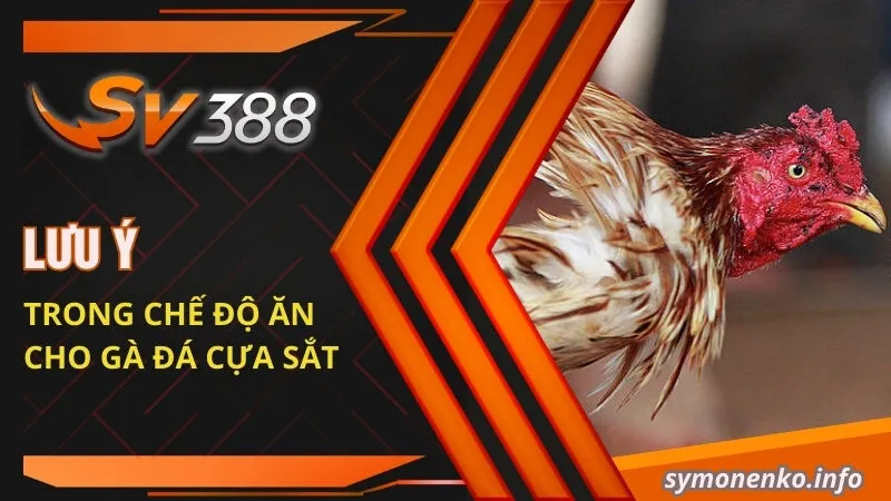 Thực Đơn Chế Độ Ăn Cho Gà Đá Cựa Sắt Hiệu Quả Nhất 2025 4 Lưu ý trong chế độ ăn cho gà đá cựa sắt