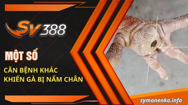 Phương Pháp Trị Gà Bị Nấm Chân Nhanh Khỏi Nhất 3 Một số căn bệnh khác khiến gà bị nấm chân
