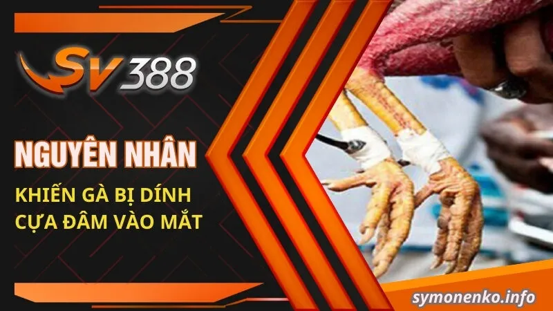 Cách Chăm Sóc Gà Bị Cựa Hiệu Quả Từ Chuyên Gia SV388 2 Nguyên nhân khiến gà bị dính cựa đâm vào mắt