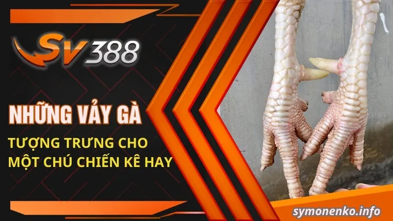 Những vảy gà tượng trưng cho một chú chiến kê hay
