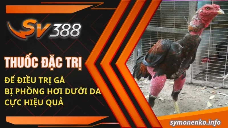 Gà Bị Phồng Hơi Dưới Da | Nguyên Nhân Và Cách Khắc Phục Hiệu Quả 5 Thuốc đặc trị để điều trị gà bị phồng hơi dưới da cực hiệu quả