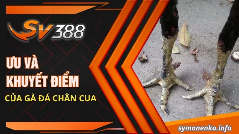 Gà Chân Cua Là Giống Gà Gì? Kỹ Thuật Đá Có Hay Không? 4 Ưu và khuyết điểm của gà đá chân cua