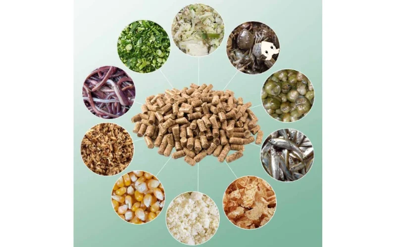 Chế Độ Dinh Dưỡng Giúp Gà Chọi Phát Triển Toàn Diện 4 Các Loại Thức Ăn Quan Trọng Giúp Gà Chọi Khỏe Mạnh