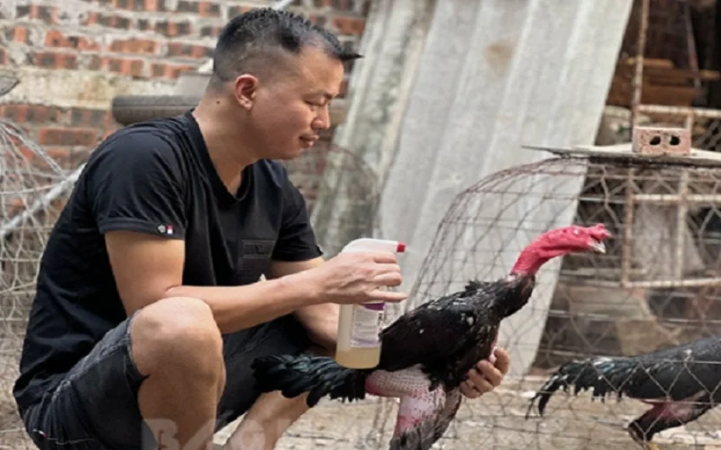 Lịch trình vần gà chiến từ A-Z giúp gà đá khỏe, bo lớn 4 Cách chăm sóc gà sau khi vần đòn và trước khi thi đấu