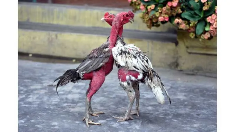 Gà Nòi Việt Nam – Huyền Thoại Bất Bại Trong Làng Gà Chọi 7 Cách Nuôi Và Huấn Luyện Gà Nòi Đạt Phong Độ Đỉnh Cao