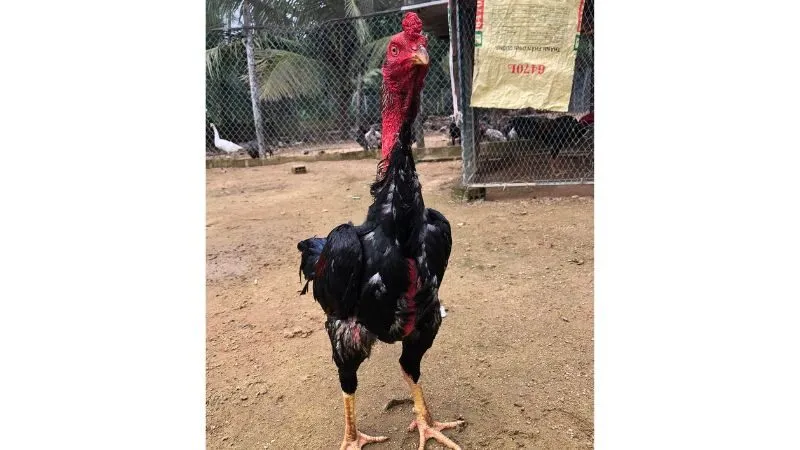 Chọn giống gà đá bo lớn chất lượng