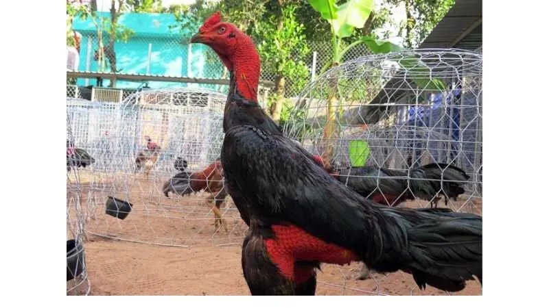 Gà Nòi Việt Nam – Huyền Thoại Bất Bại Trong Làng Gà Chọi 5 Gà Nòi Miền Tây – Nhanh Nhẹn Và Lanh Lợi