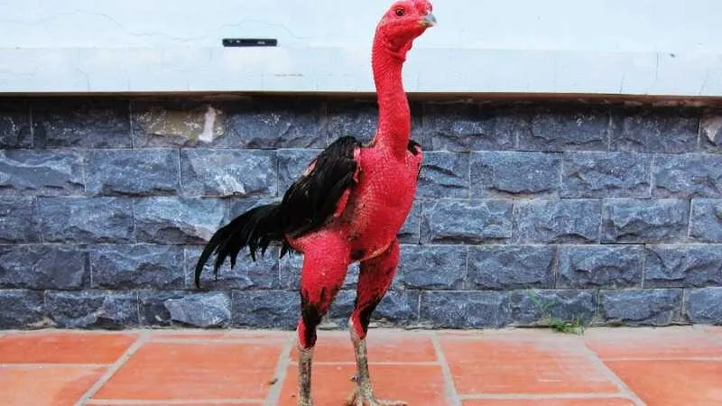 Gà Nòi Việt Nam – Huyền Thoại Bất Bại Trong Làng Gà Chọi 13 Gà Nòi Việt Nam – Huyền Thoại Bất Bại Trong Làng Gà Chọi