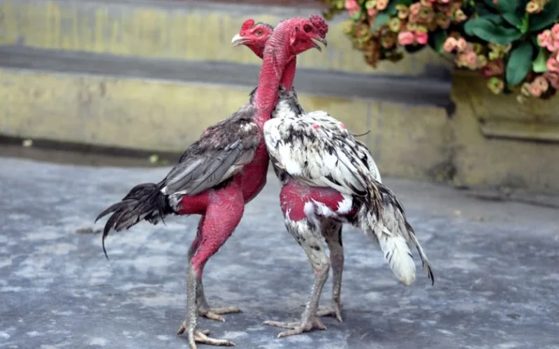 Lịch trình vần gà chiến từ A-Z giúp gà đá khỏe, bo lớn 3 Hướng dẫn vần gà chiến đúng kỹ thuật