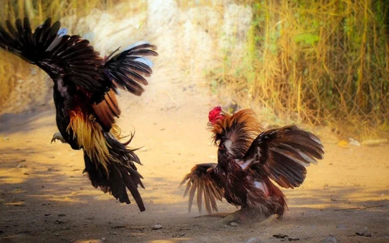 Lịch trình vần gà chiến từ A-Z giúp gà đá khỏe, bo lớn 10 Lịch trình vần gà chiến từ A-Z giúp gà đá khỏe, bo lớn