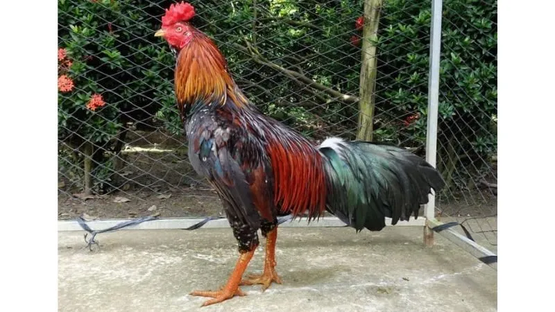 Lợi thế khi gà đá bo lớn, lì đòn