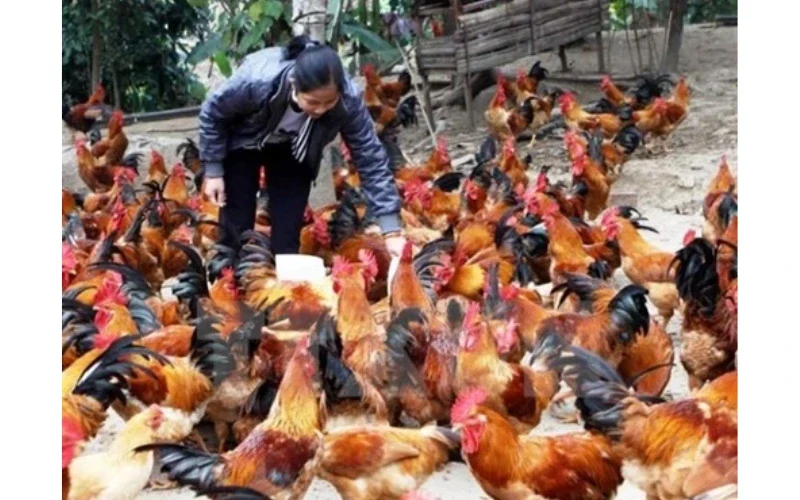 Chế Độ Dinh Dưỡng Giúp Gà Chọi Phát Triển Toàn Diện 2 Chế Độ Dinh Dưỡng Đóng Vai Trò Quan Trọng Đối Với Gà Chọi