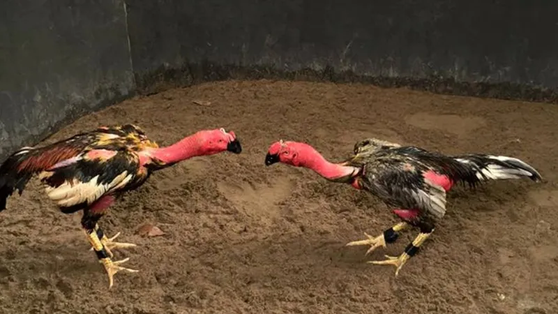 Top 10 Giống Gà Chọi Mạnh Nhất Hiện Nay – Sát Thủ Đấu Trường 14 Top 10 Giống Gà Chọi Mạnh Nhất Hiện Nay – Sát Thủ Đấu Trường