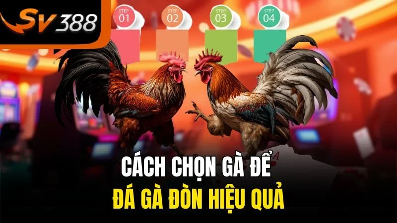 Đá Gà Đòn SV388 - Bí Quyết Chọn Kèo Chuẩn, Thắng Lớn Mỗi Ngày 4 Cách chọn gà để đá gà đòn hiệu quả